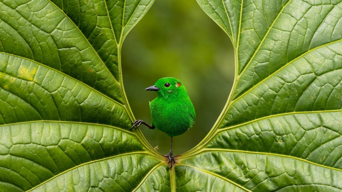 Avian Awe: See the Stunning Bird Photographer of the Year Winners - CNET