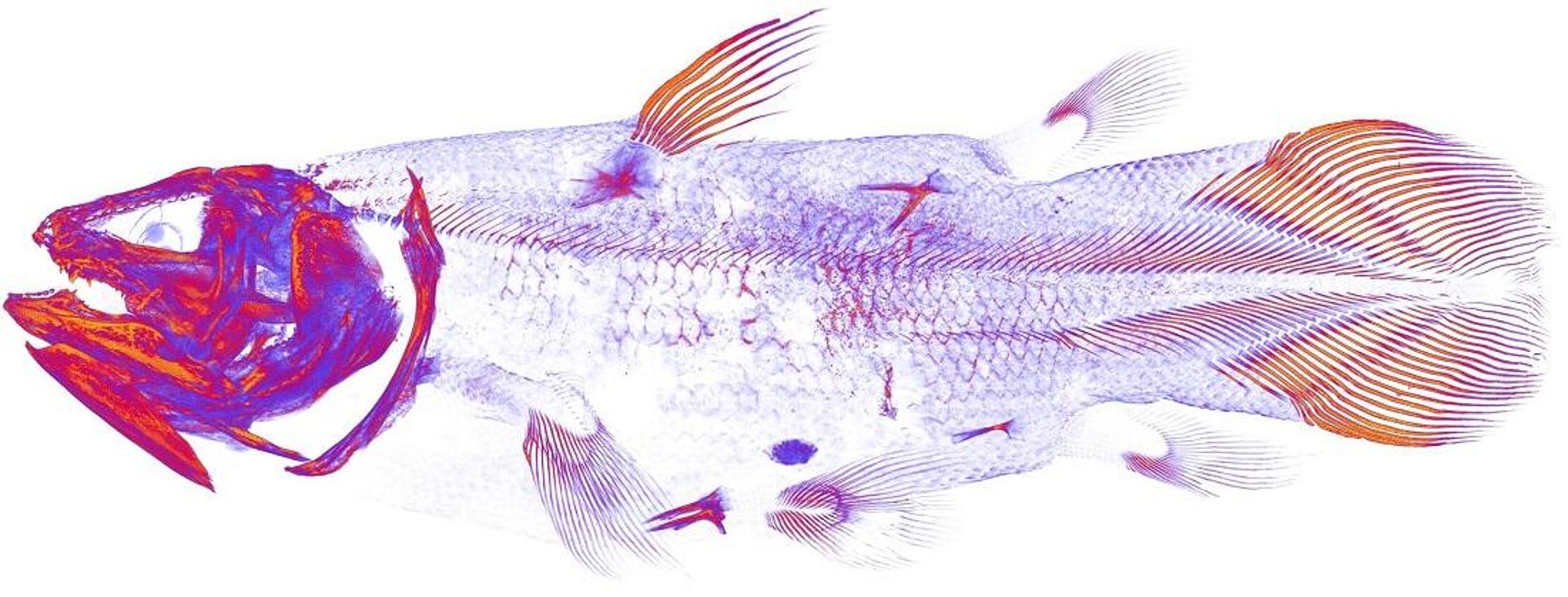 CT image shows the brightly colored bone structure of a coelacanth fish.