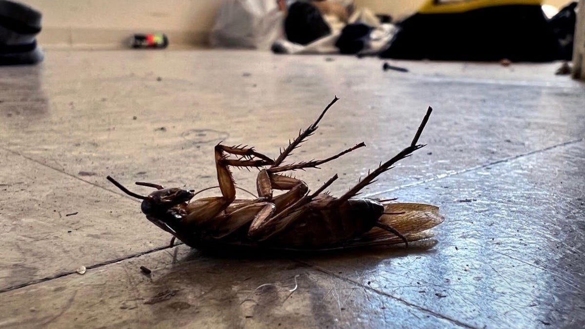 A cockroach lies on the floor on its back