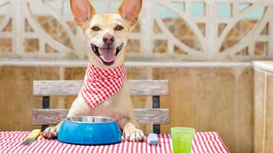This Restaurant Just for Dogs Serves Your Pooch an Elegant Meal for $75