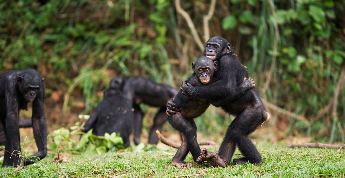 Bonobo juveniles hugging each other in the Democratic Republic of Congo in 2010.