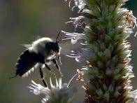 <p>Help save the humble bumblebee, now officially listed as an endangered species.</p>