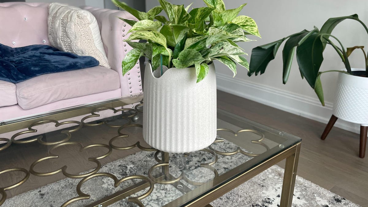green plant on coffee table in pot