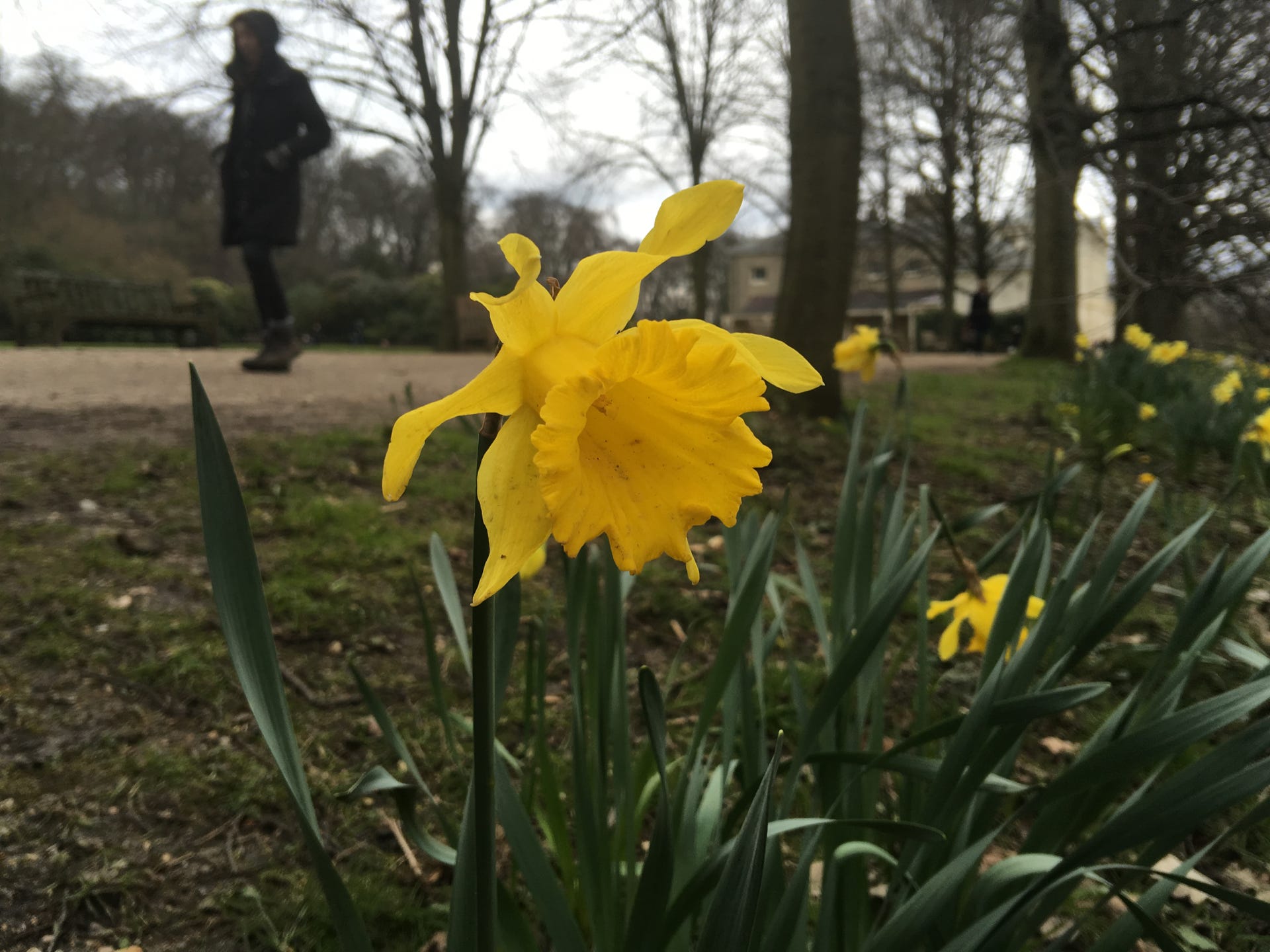 daffodil-iphone-6s-plus-camera-comparison.jpg
