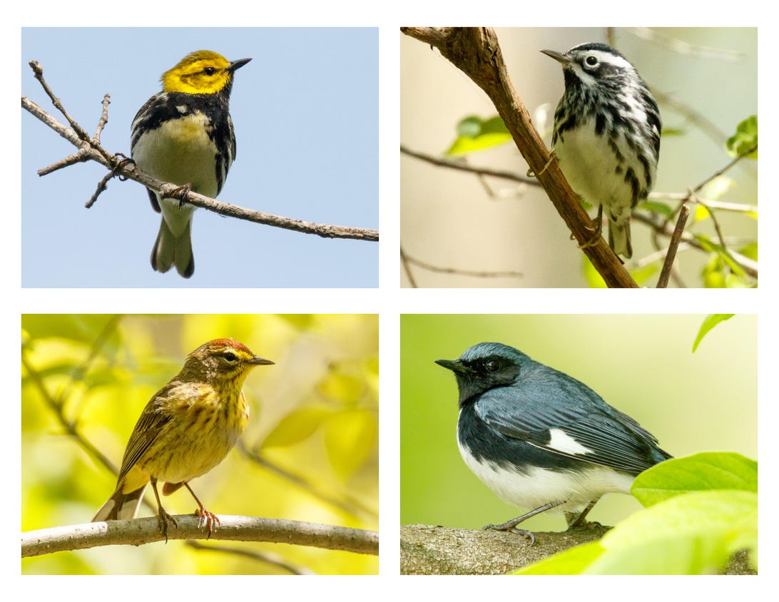 A quartet of Ohio warblers, clockwise from top left: black-throated green warbler, black and white warbler, palm warbler, and black-throated blue warbler.