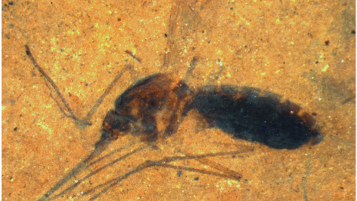 Mosquito fossil