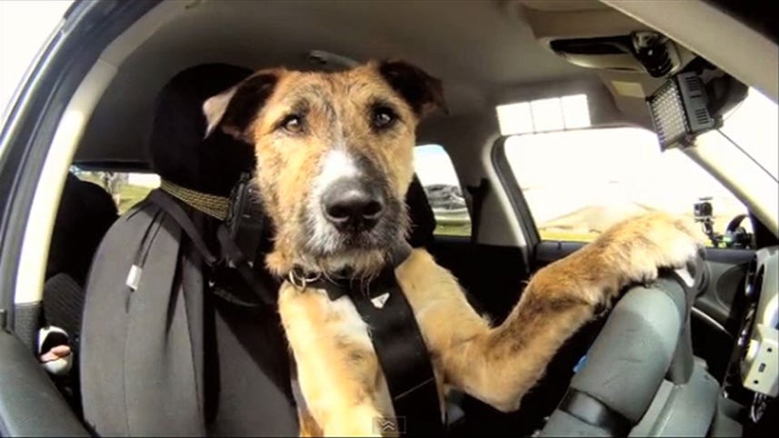 Inside Scoop: Keep your eyes on the road and paws on the wheel