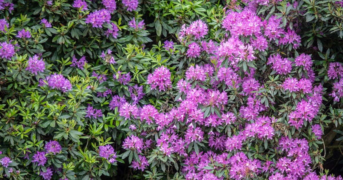 10 Freeze-Proof Plants That Will Weather a Winter Storm