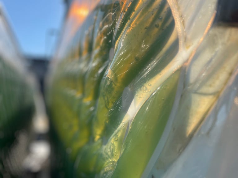 Algae in photoreactor bags