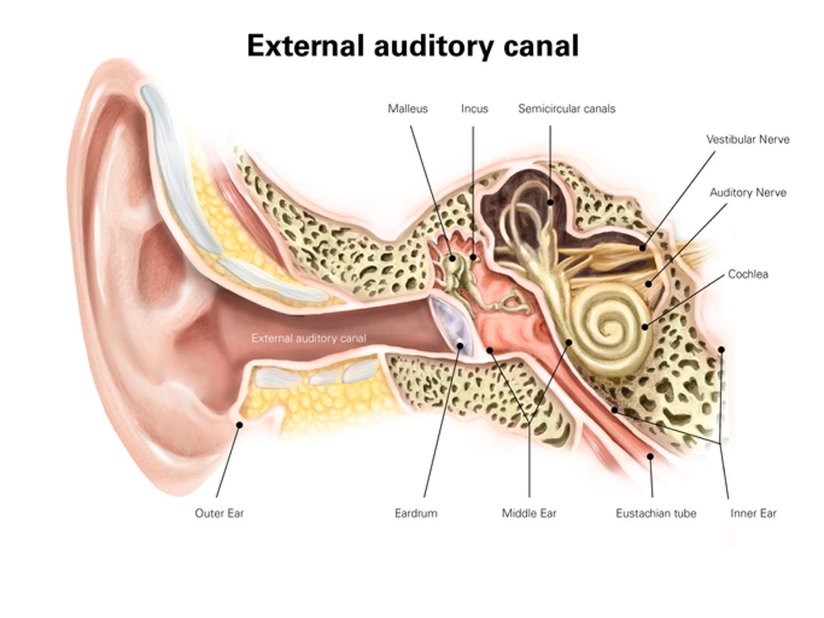 Illustrated diagram of the structures of the ear.