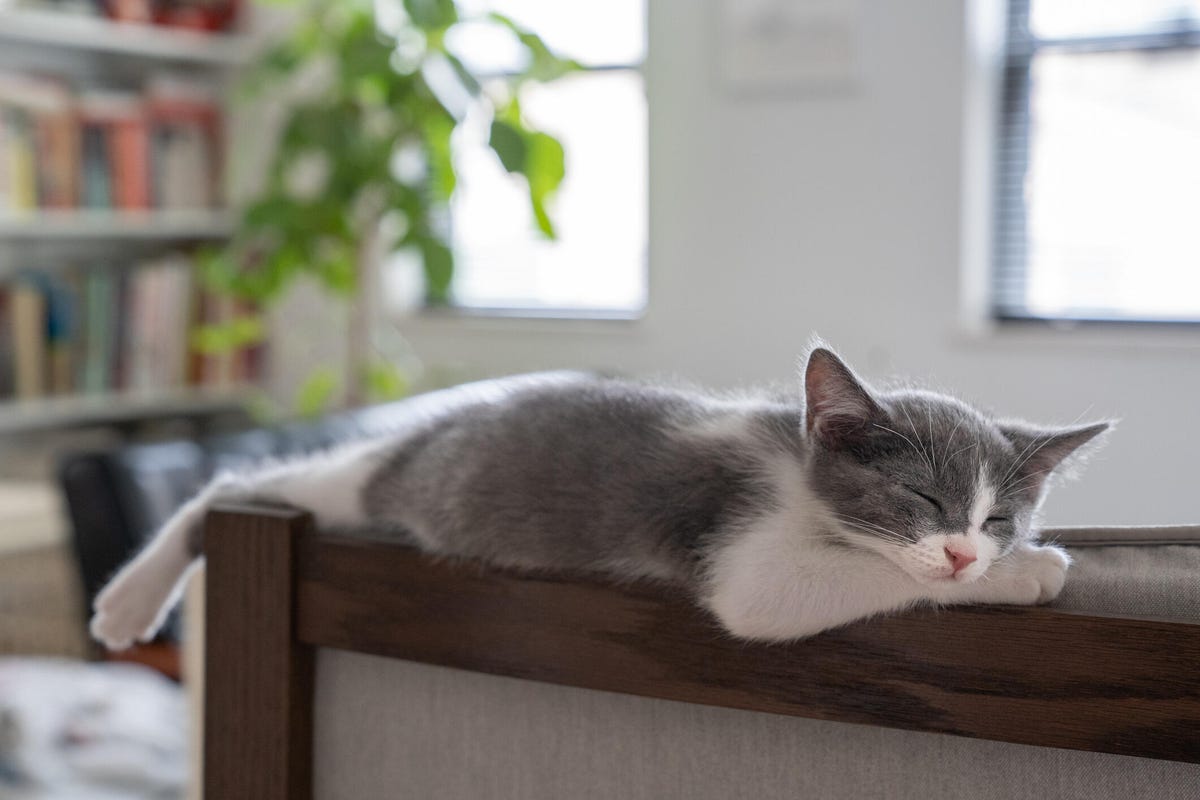Gray and white kitten sleeping on the back of a chair