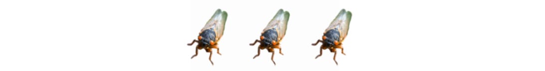 cicadasdivider