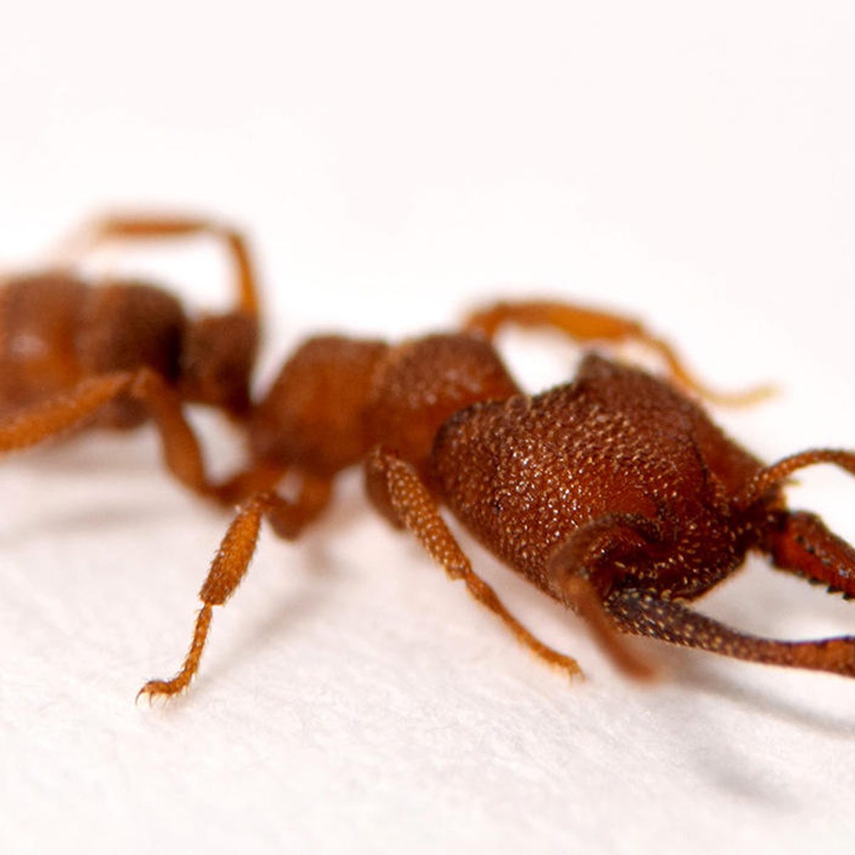 Sorry mantis shrimp, the Dracula ant's snap-jaw is faster - CNET