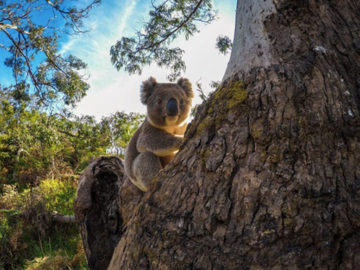 animal-koala