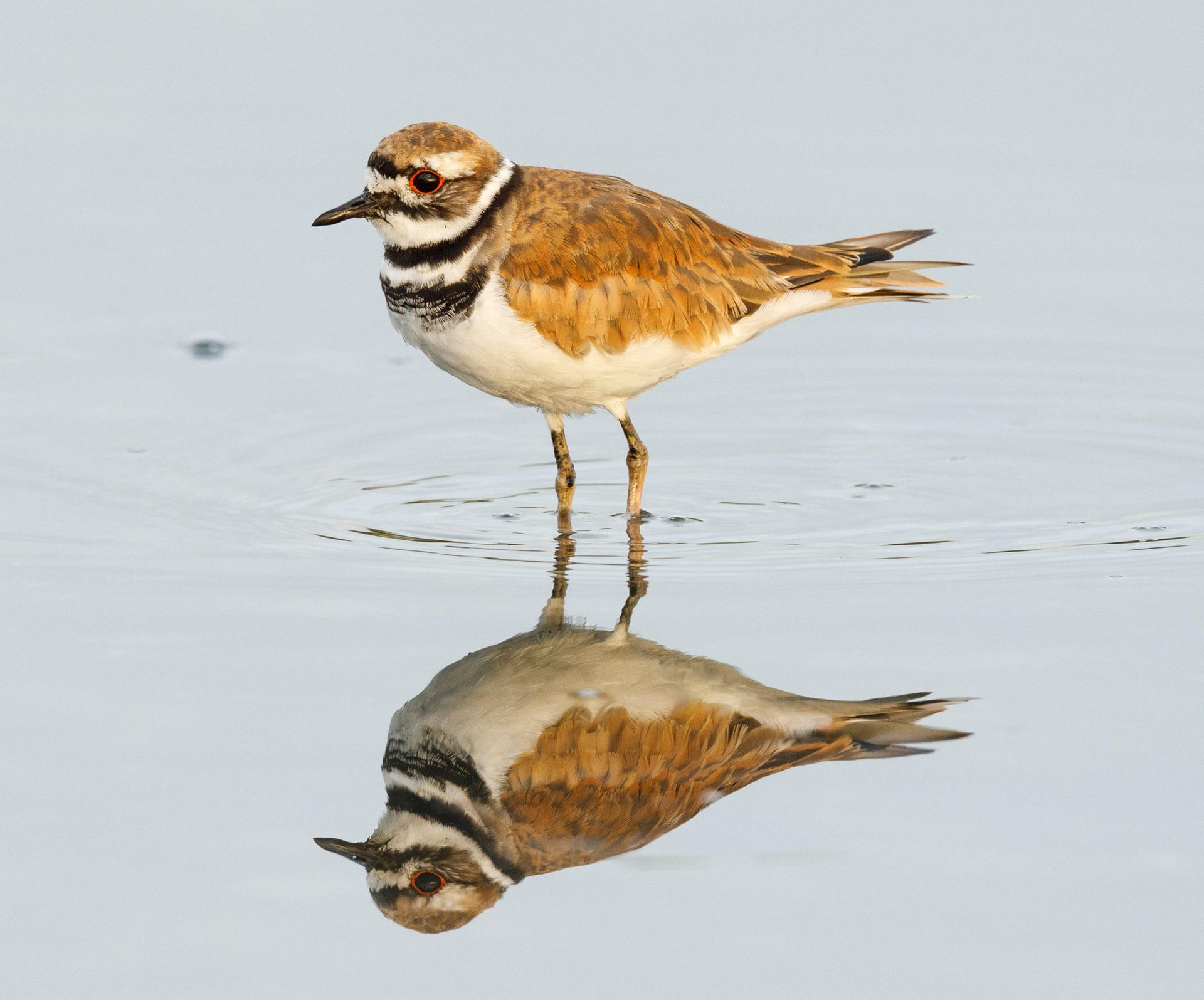 A killdeer with a distinctive red-ringed eye stands reflected in the San Francisco Bay in Palo Alto.