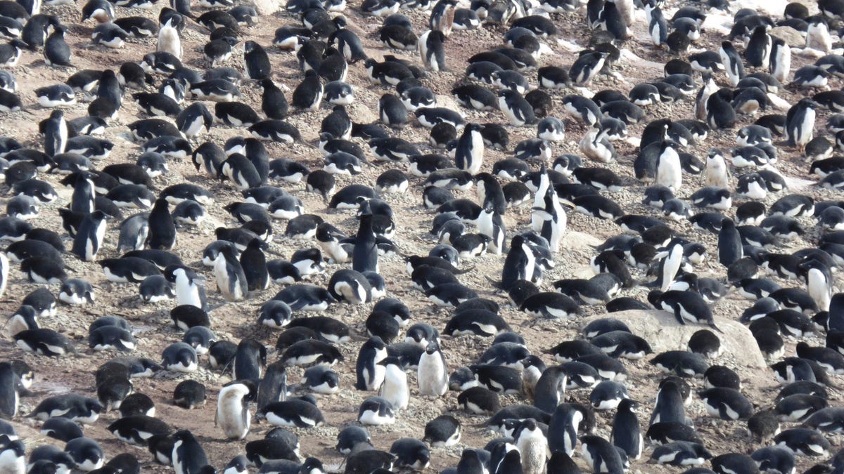 Black and white Adelie penguins fill the image, some are standing, some are flat on their stomach.