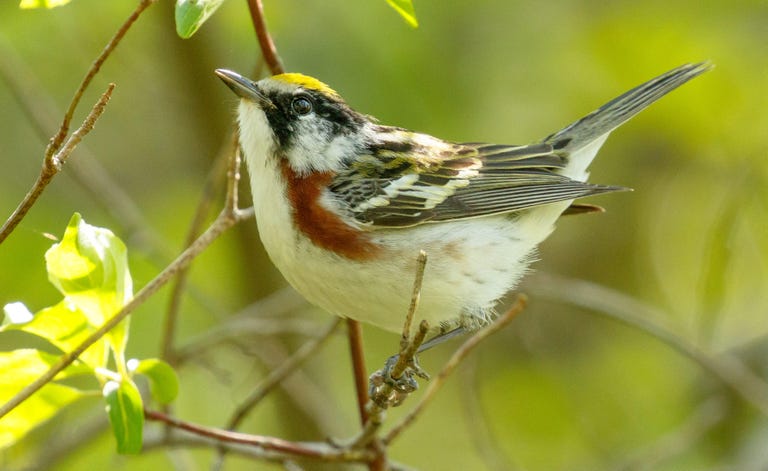 A chestnut-sided warbler looks upward at Magee Marsh in northern Ohio.