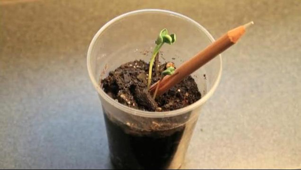 Sprout pencil sprouting