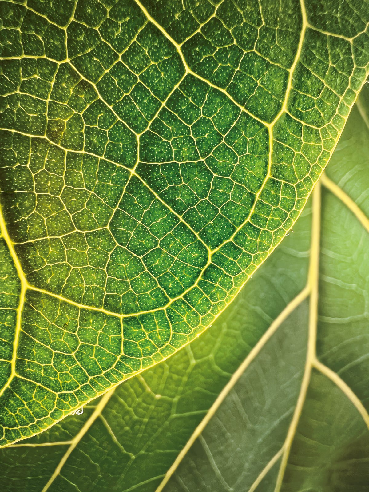 The veins of a leaf.