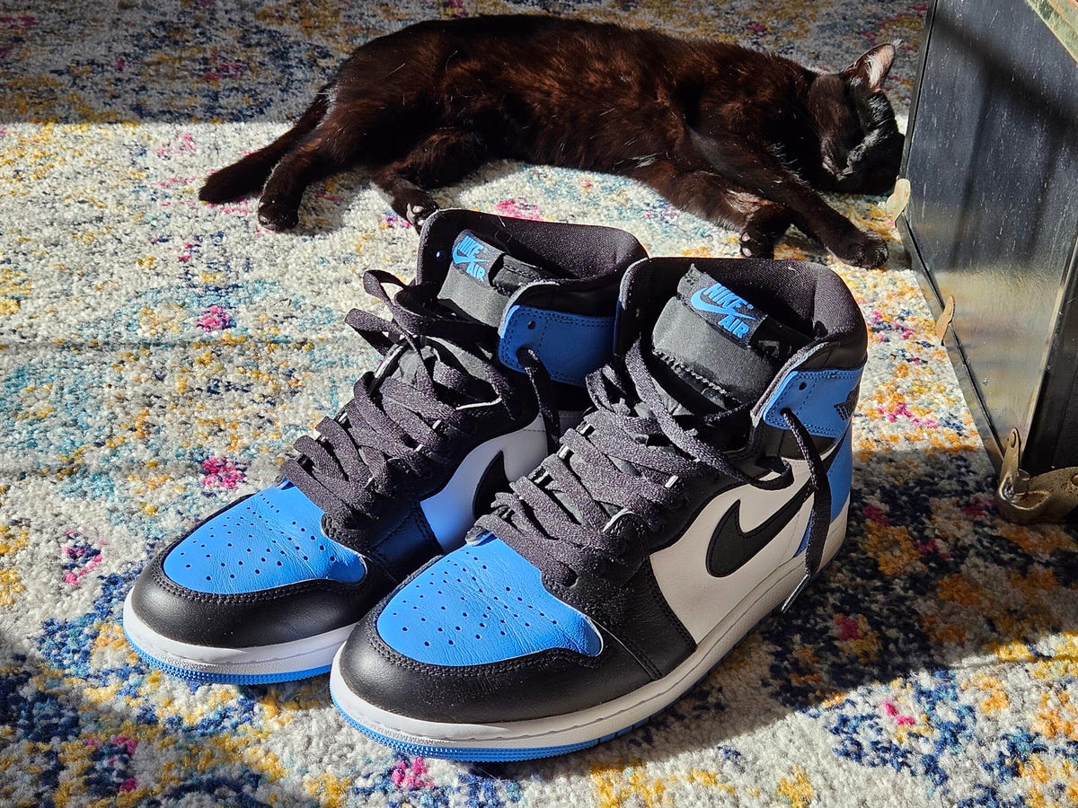 A cat and a pair of sneakers