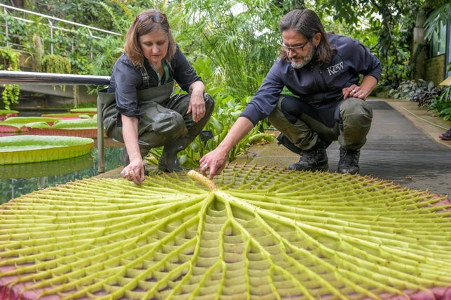 Two people touch the the scaffold-like features on the bottom of a giant green lily pad.