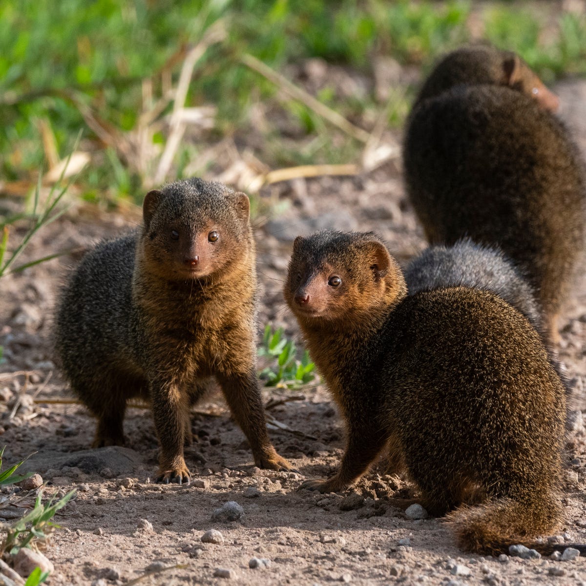 Dwarf mongooses remember bullies and shun them at bedtime - CNET