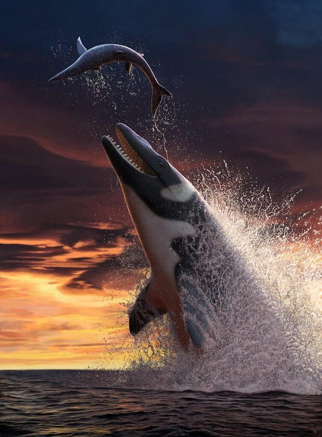 A killer-whale-like mosasaur breaches the water while showing off its row of sharp teeth.