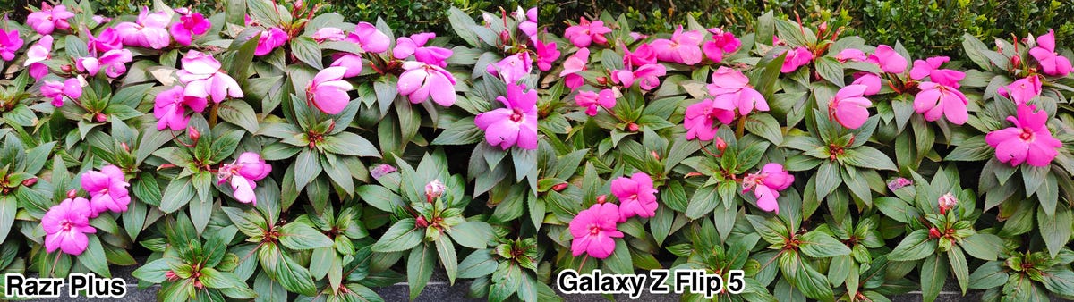 A photo of pink flowers taken on the Razr Plus and Galaxy Z Flip 5 shown side by side