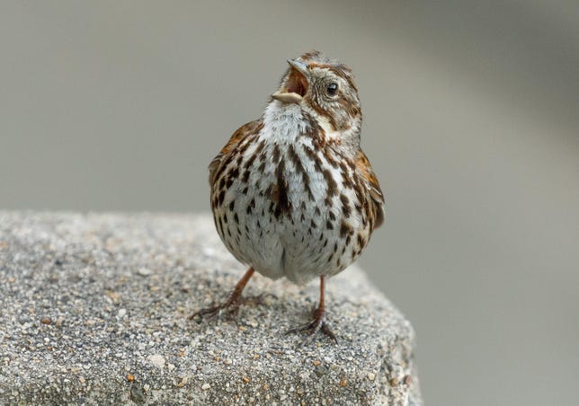 You don't need to be miles away from civilization to see birds. This song sparrow was singing vigorously in the middle of San Francisco.