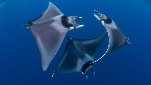 Swirling ballet of the three spinetail devil rays, as two males pursue a female.