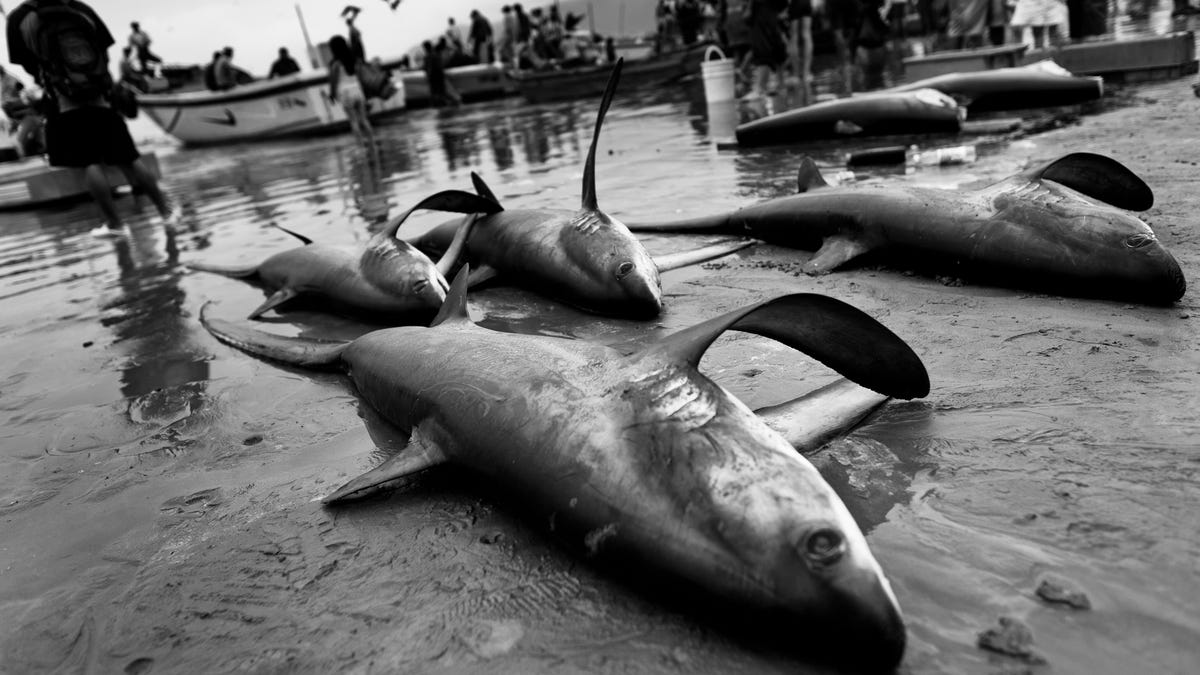 Black-and-white image of 6 sharks on a beach in Ecuador. The sharks are dead and their fins lie at unusual angles.