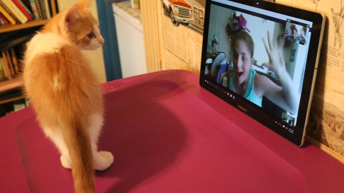 cat-using-skype.jpg