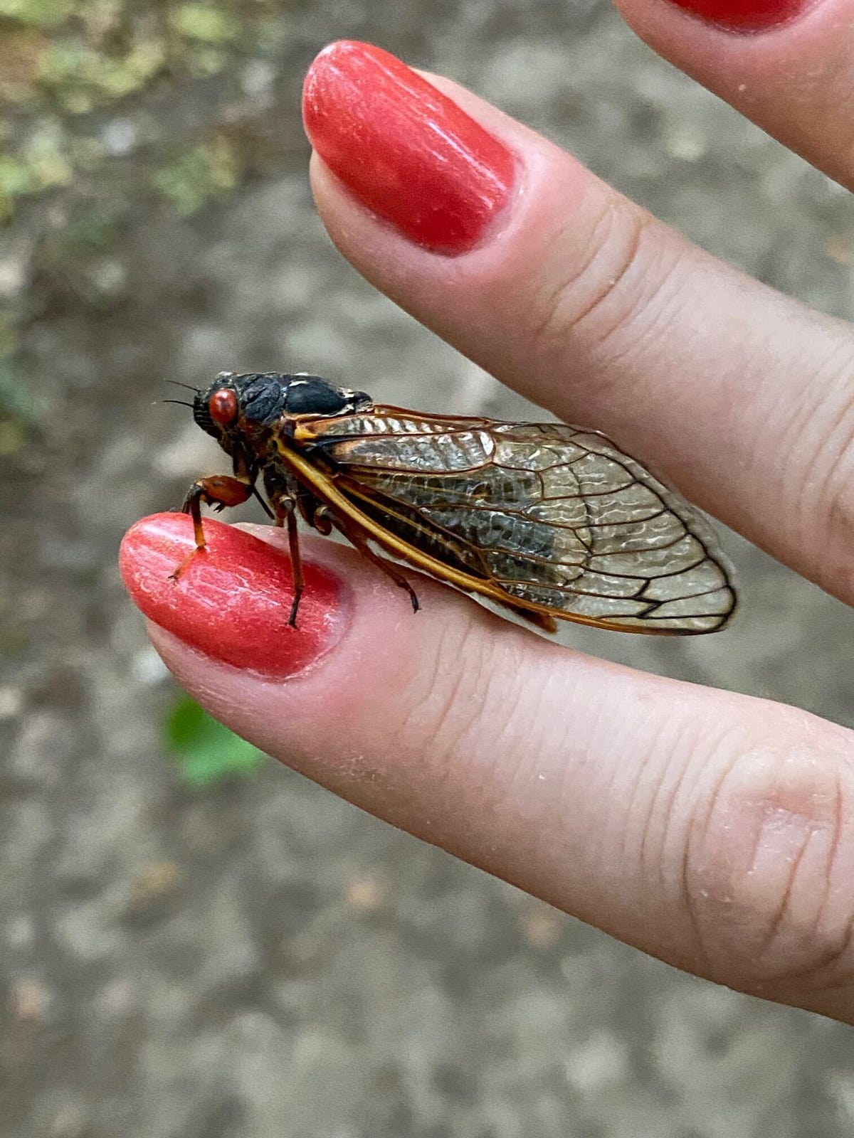 cicada on a hand