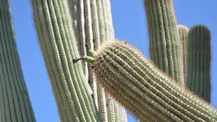 conservation saguaro