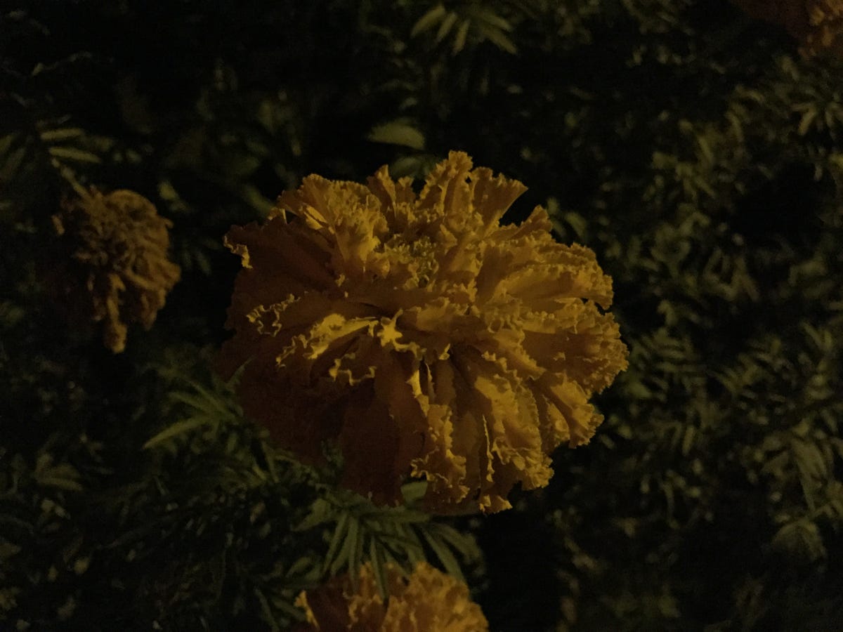 dark-flower-iphone-6.jpg