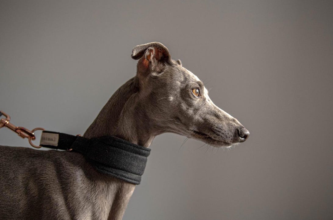 Dog wearing Lamina Animal cruelty-free collar