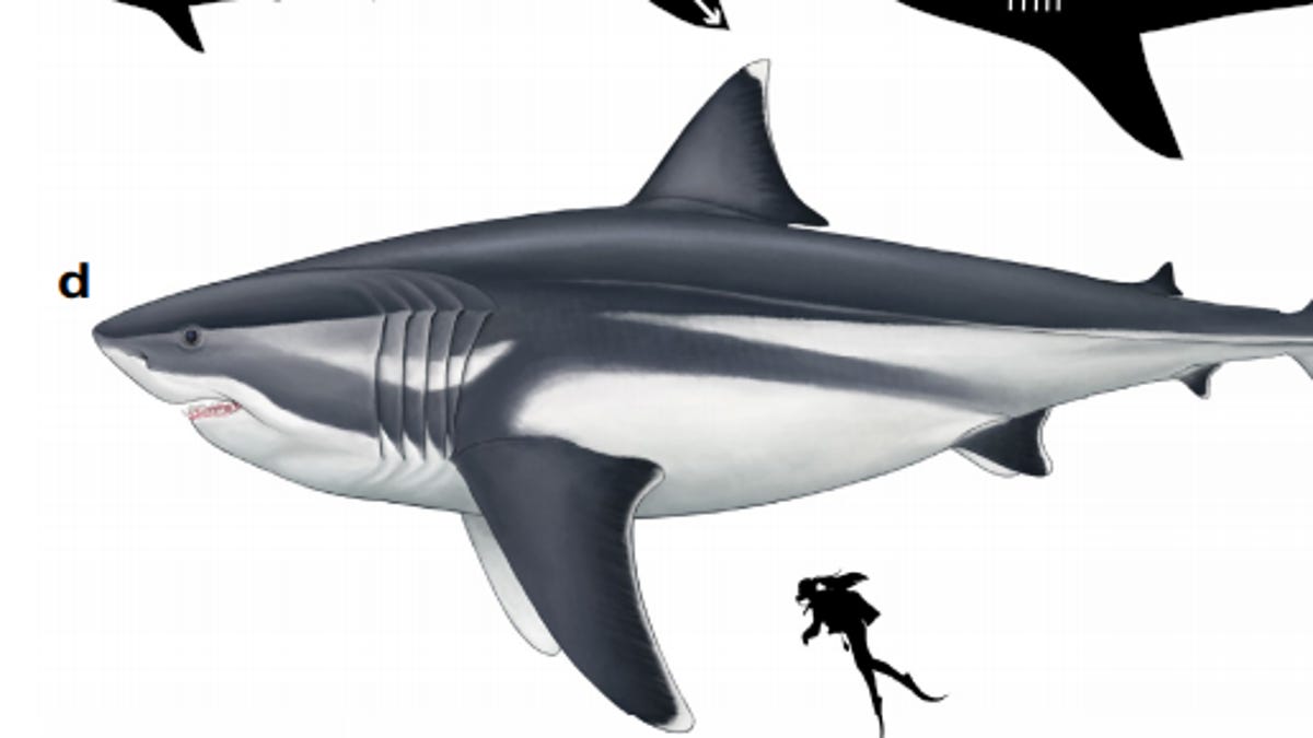 megalodon-shark-cropped-for-promo.png