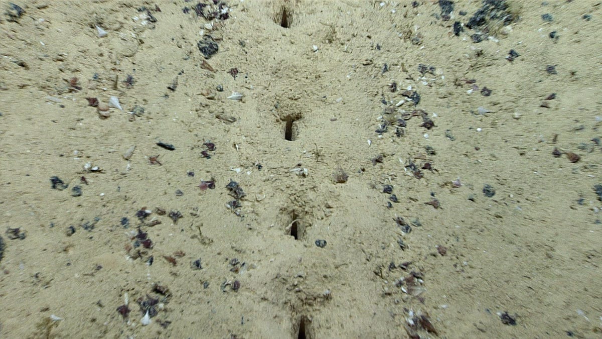 Close up look showing elongated, linear holes in the sandy Atlantic seafloor.