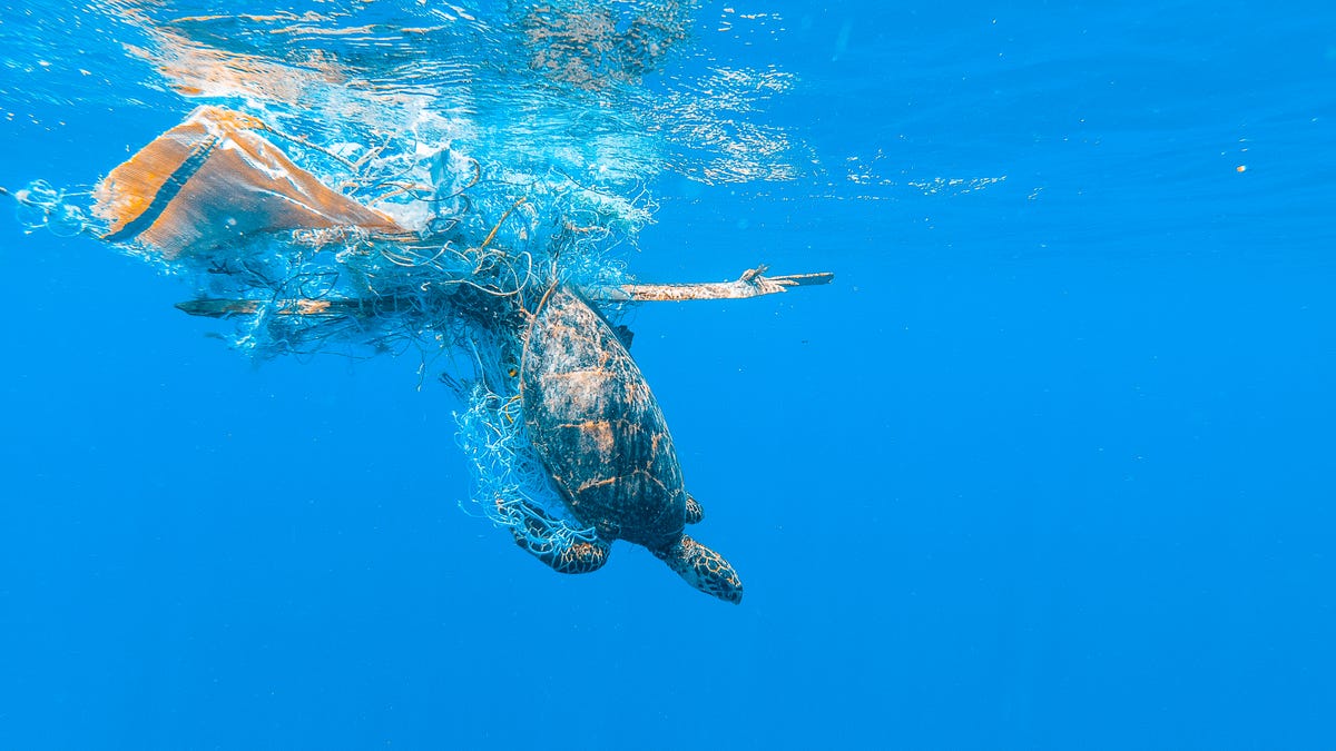 A sea turtle caught in ocean trash