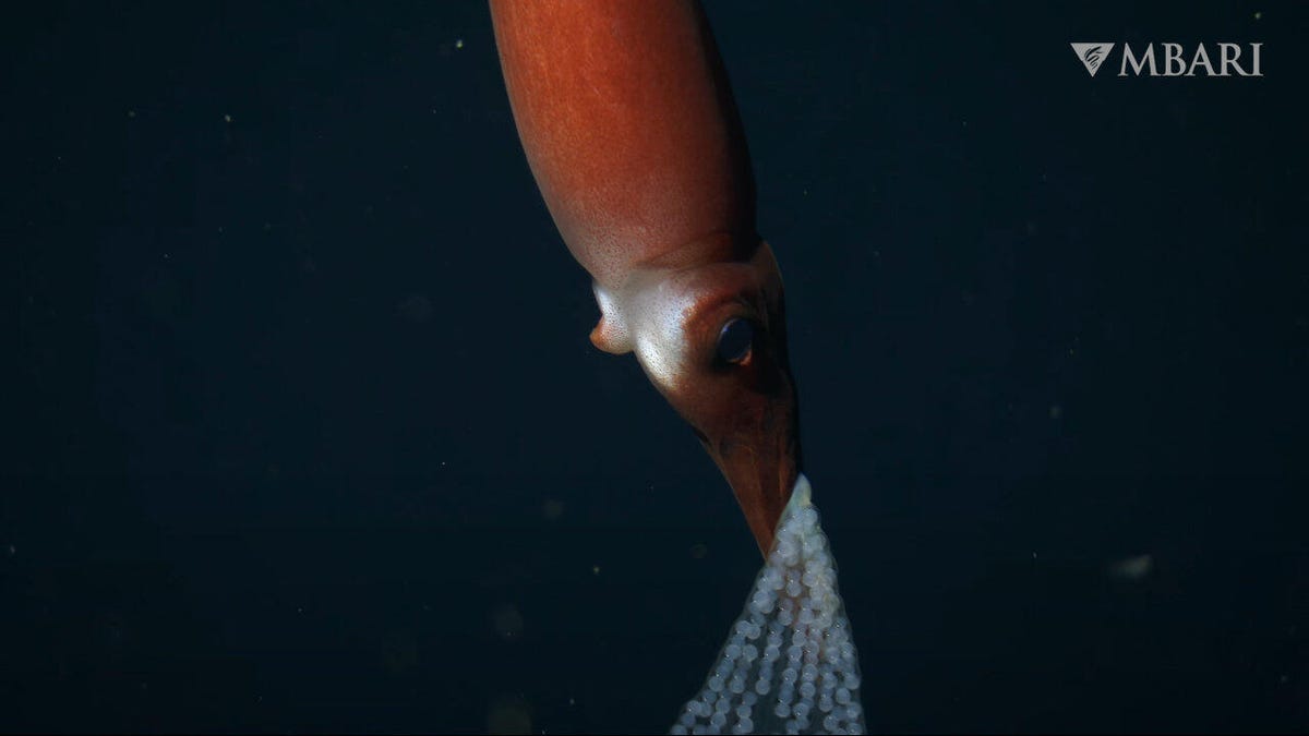 The head and part of the body of reddish squid holding a veil of eggs in the ocean.