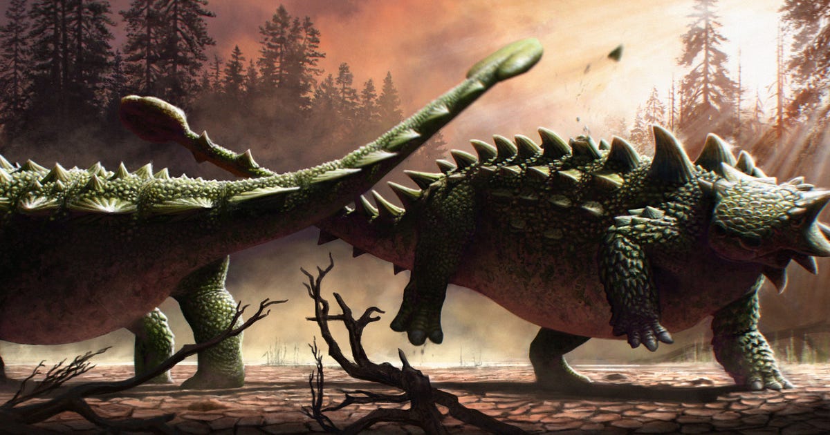 Un fossile vieux de 76 millions d’années révèle comment les dinosaures blindés ont utilisé leurs queues de marteau
