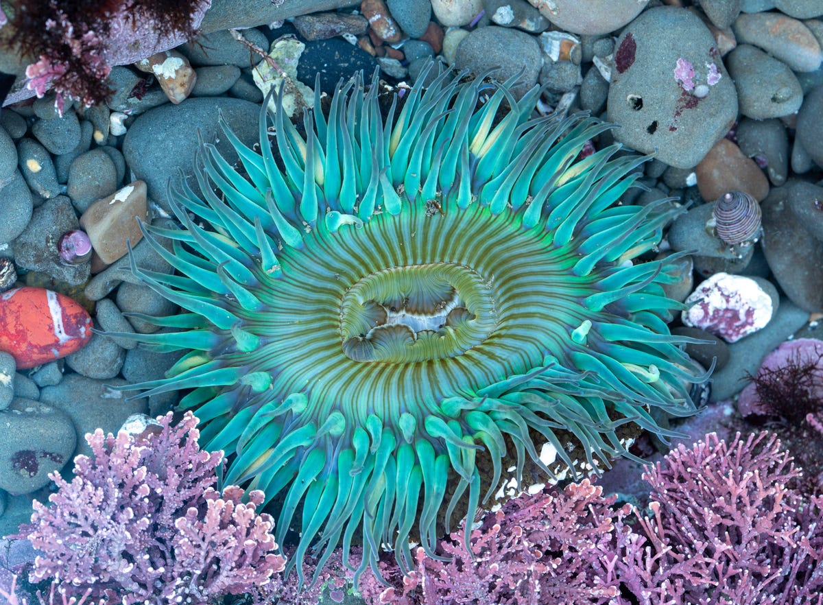 Sunburst sea anemone
