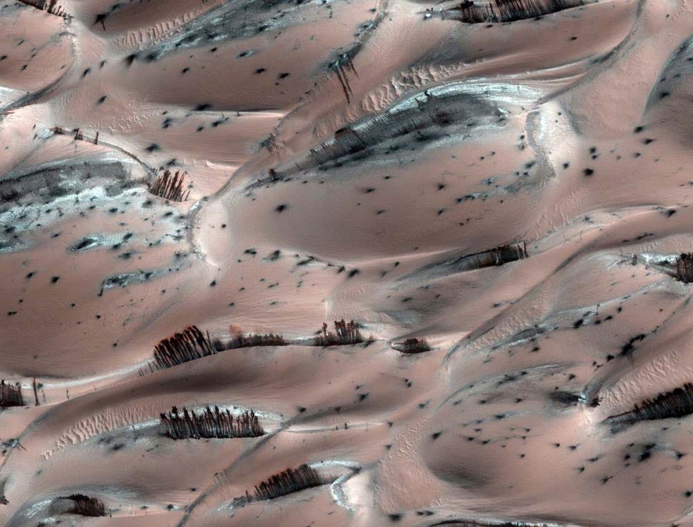 What looks like trees on the Martian surface are actually veins of basaltic sand along sand dunes.