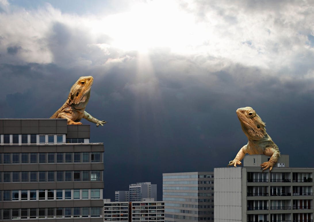 Two lizards crawling over city buildings 