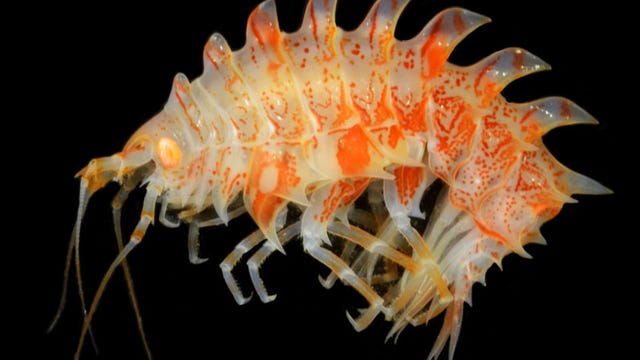 species-amphipod