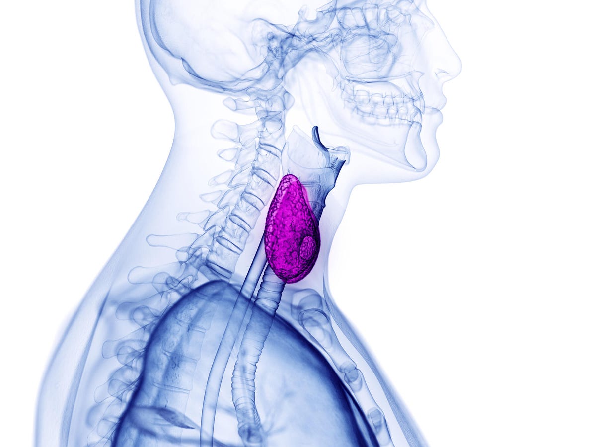 illustration of the thyroid gland