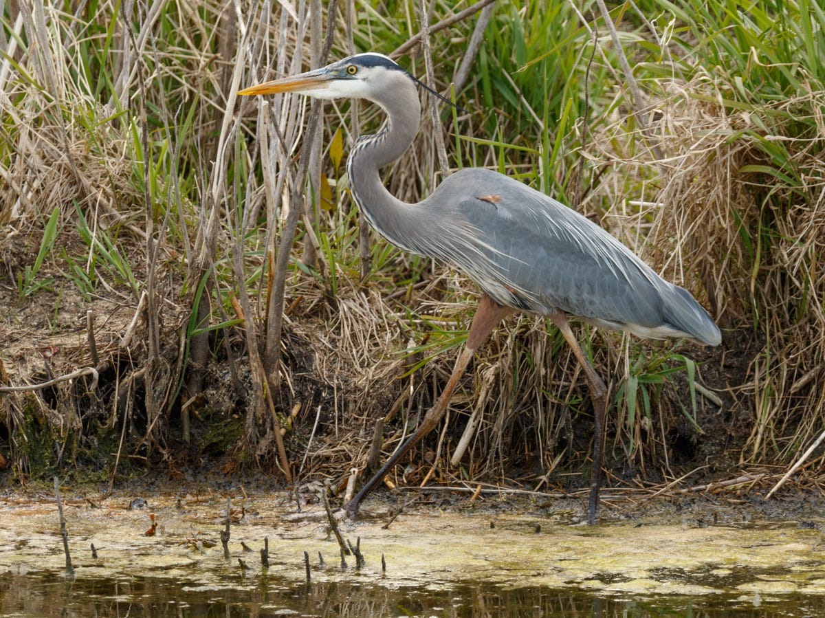 A great blue heron strides through Magee Marsh in northern Ohio.