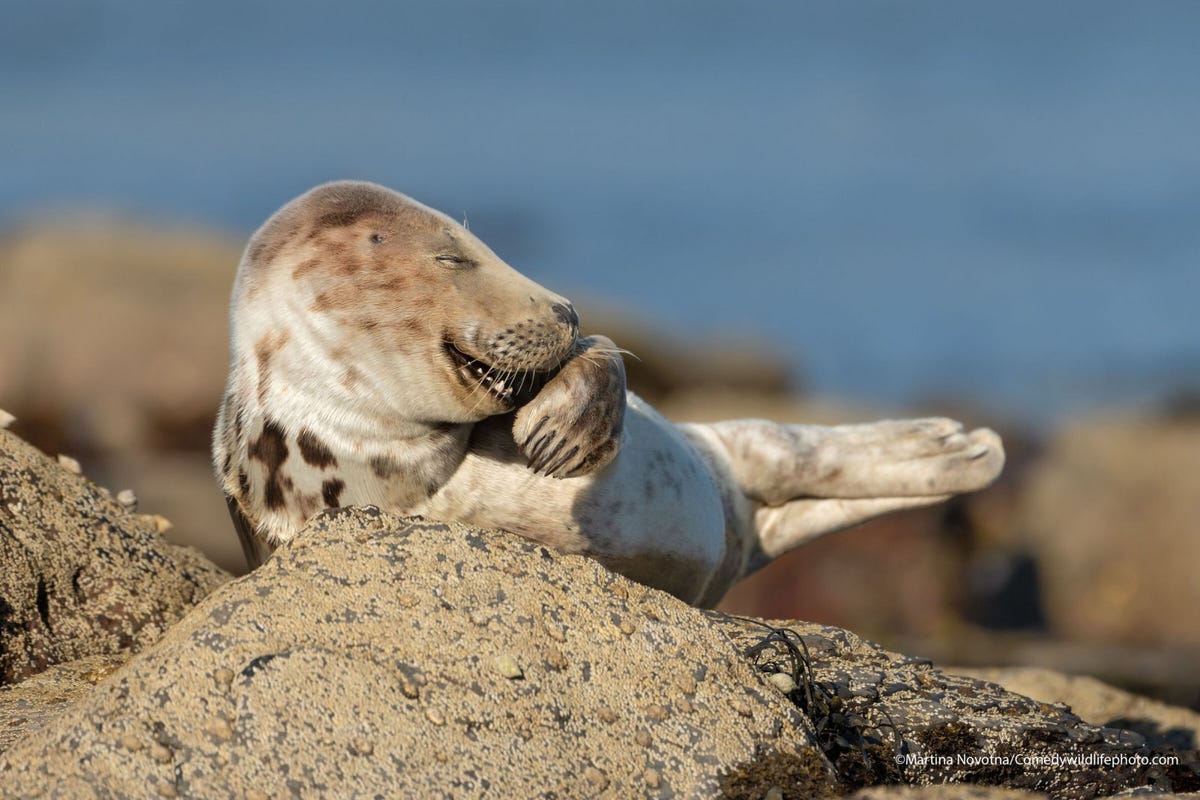A snickering gray seal pup. Though it looks like it's laughing, the seal is actually yawning.