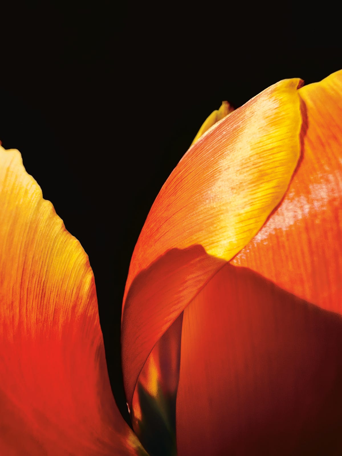 A close-up shot of a tulip's petals.