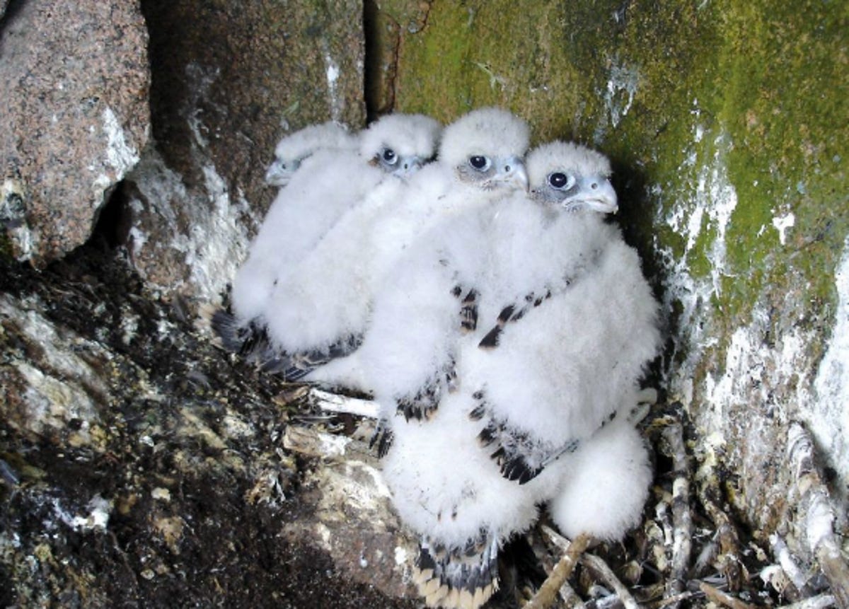 z-Peregrine_chicks.png